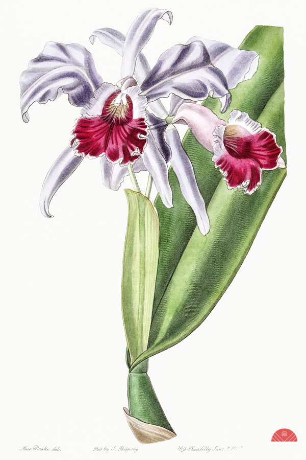 Crimson-lipped cattleya from Edwards Botanical Register 1829-1847  by Sydenham Edwards John Lindley and James Ridgway.  Print