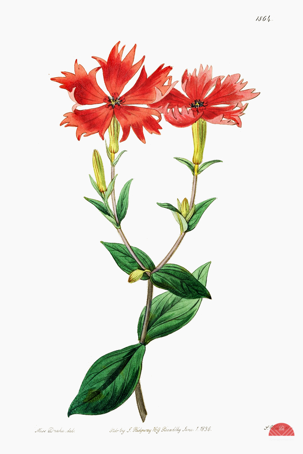 Bunges lychnis flowers from Edwards Botanical Register 1829-1847  by Sydenham Edwards John Lindley and James Ridgway.  Imprimer