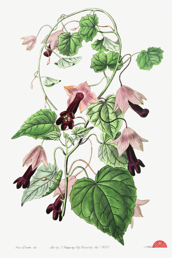 Twinning red-cloak from Edwards Botanical Register 1829-1847  by Sydenham Edwards John Lindley and James Ridgway.  Print