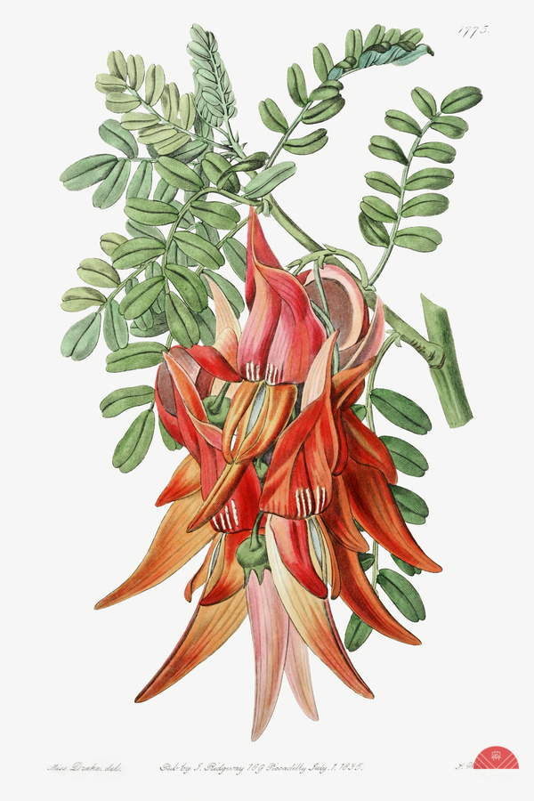 Crimson glory pea from Edwards Botanical Register 1829-1847  by Sydenham Edwards John Lindley and James Ridgway.  Print