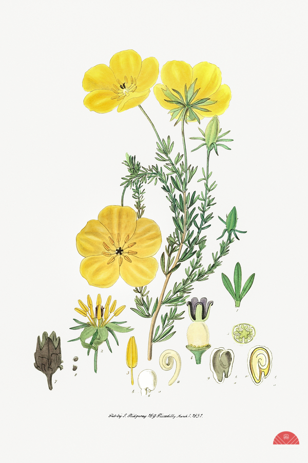 Long-stalked ledocarpum from Edwards Botanical Register 1829-1847  by Sydenham Edwards John Lindley and James Ridgway.  Print