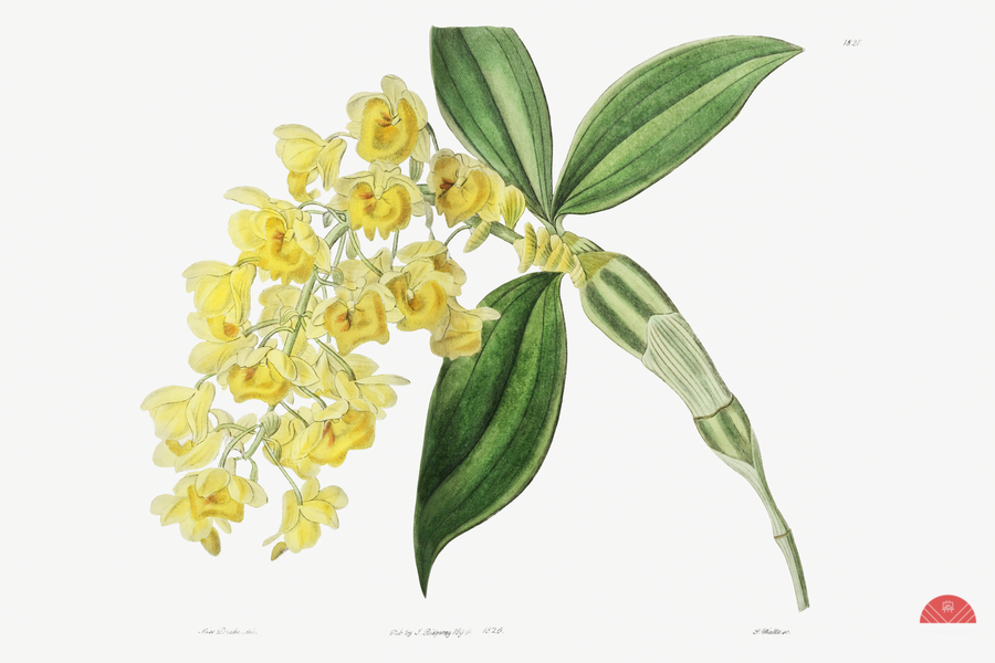 Dense flowered dendrobiumfrom Edwards Botanical Register 1829-1847  by Sydenham Edwards John Lindley and James Ridgway.  Print