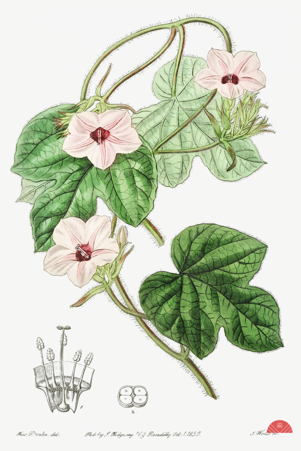 Mr.Aitons ipomoea from Edwards Botanical Register 1829-1847  by Sydenham Edwards John Lindley and James Ridgway.  Print