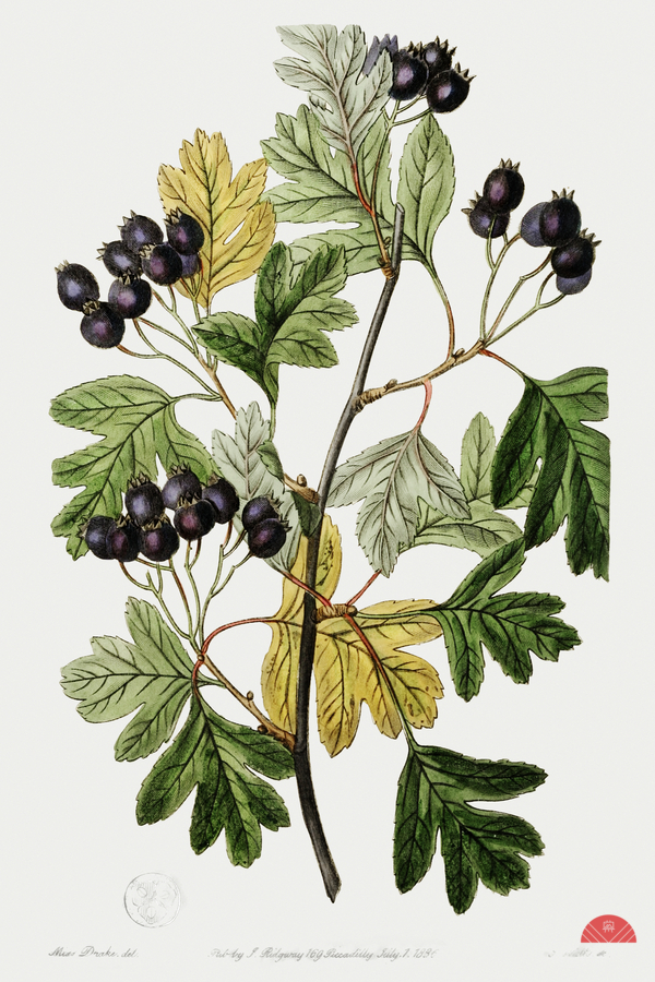 Broad-leaved thorn from Edwards Botanical Register 1829-1847  by Sydenham Edwards John Lindley and James Ridgway.  Print