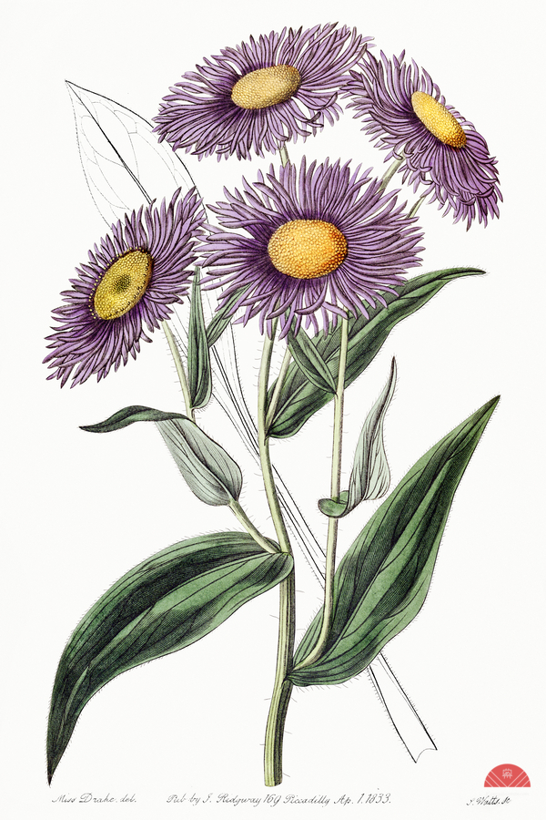 Shewy stenactis from Edwards Botanical Register 1829-1847  by Sydenham Edwards John Lindley and James Ridgway.  Print