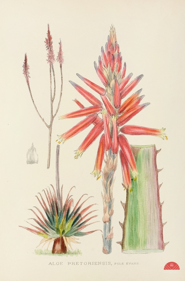 Aloe Pretoriensis  Print