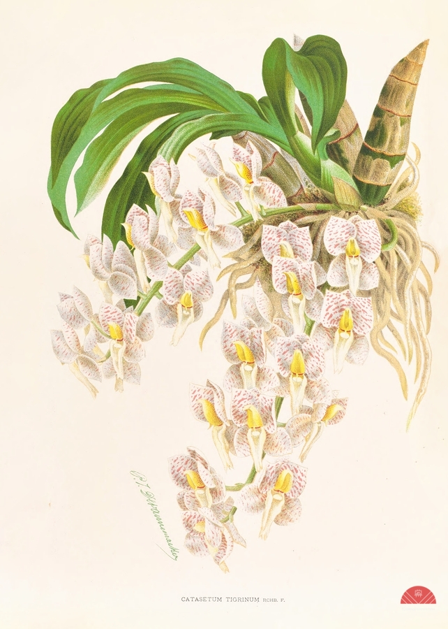 Catasetum tigrinum  Print