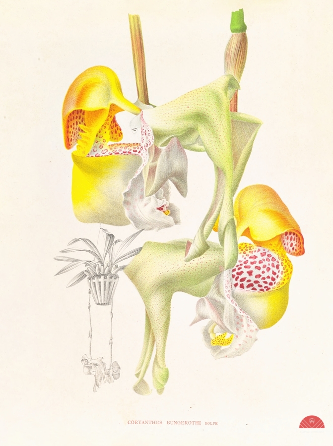 Coryanthes bungerothi   Imprimer