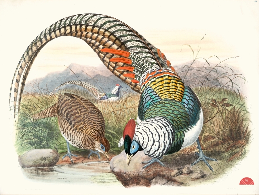 Thaumalea Amherstiæ. 1872  Print