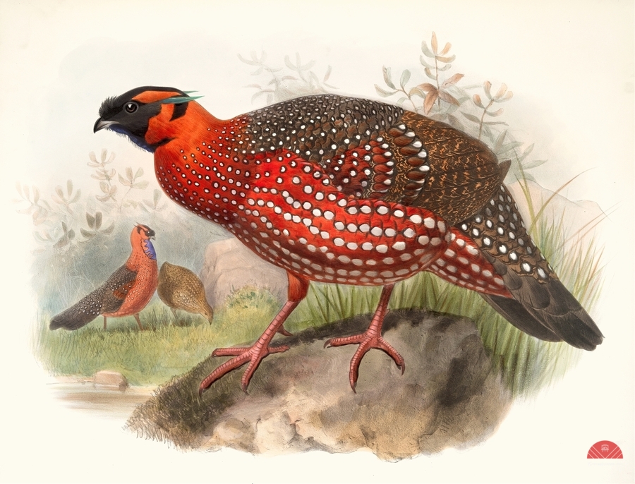 Ceriornis satyra. 1872  Print