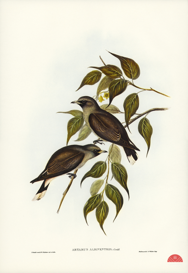 White-vented Wood Swallow Artamus albiventris illustrated by Elizabeth Gould 1804–1841 for John Gould’s 1804-1881 Birds of Australia   Print