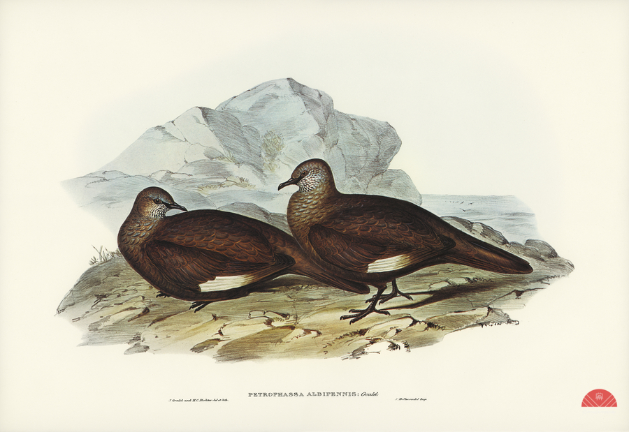 White-quilled Rock Dove Petrophassa albipennis illustrated by Elizabeth Gould 1804–1841 for John Gould’s 1804-1881 Birds of Australia   Print