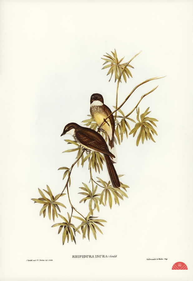 Northern Fantail Rhipidura isura illustrated by Elizabeth Gould 1804–1841 for John Gould’s 1804-1881 Birds of Australia   Print
