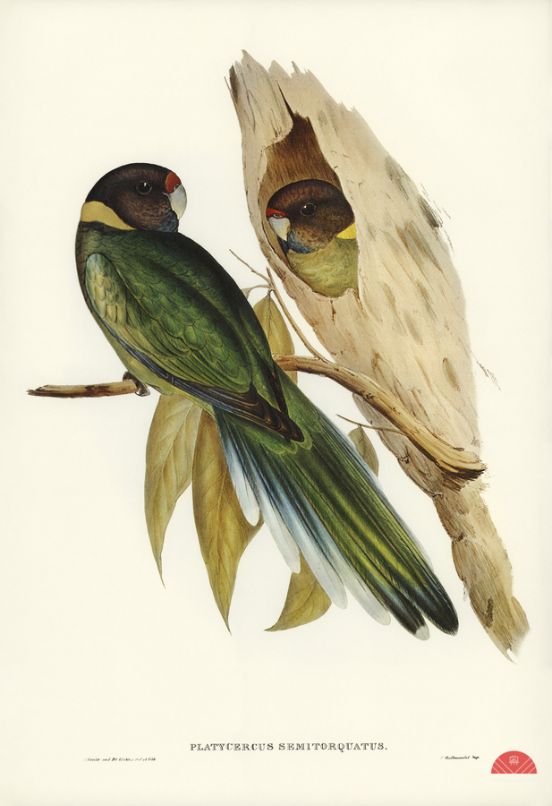 Curlew Sandpiper Schoeniclus subarquatus illustrated by Elizabeth Gould 1804–1841 for John Gould’s 1804-1881 Birds of Australia   Print