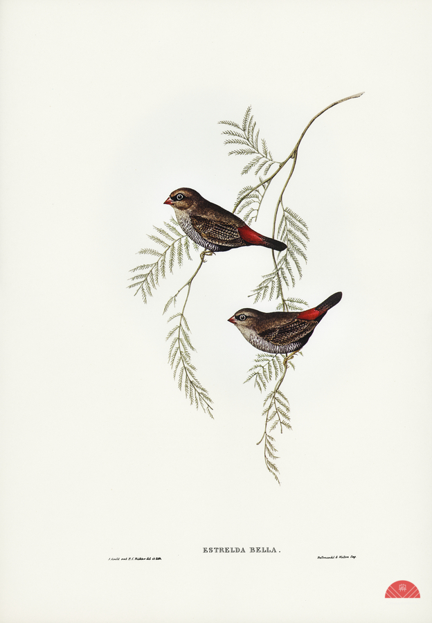 Fire-tailed Finch illustrated by Elizabeth Gould 1804–1841 for John Gould’s 1804-1881 Birds of Australia   Print