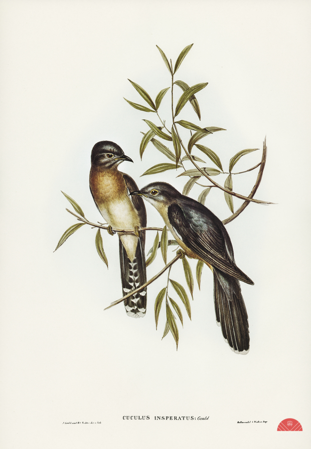 Brush Cuckoo Cuculus insperatus illustrated by Elizabeth Gould 1804–1841 for John Gould’s 1804-1881 Birds of Australia   Print