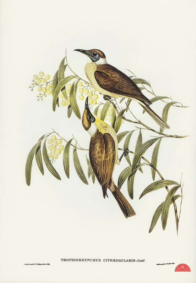 Yellow-throated Friar Bird Tropidorhynchus citreogularis illustrated by Elizabeth Gould 1804–1841 for John Gould’s 1804-1881 Birds of Australia   Print