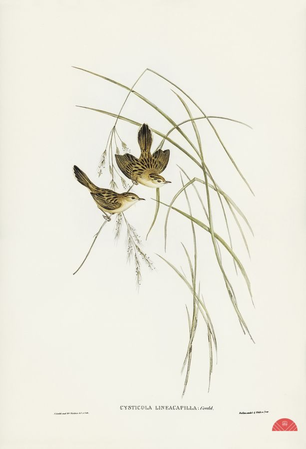 Lineated Warbler Cysticola lineocapilla illustrated by Elizabeth Gould 1804–1841 for John Gould’s 1804-1881 Birds of Australia   Print