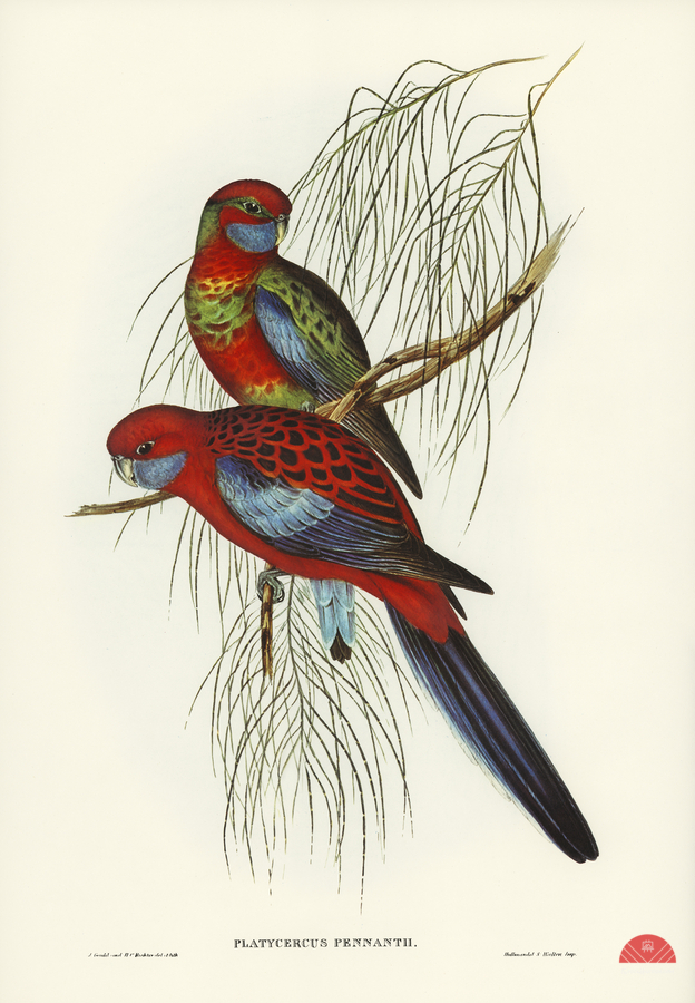 Pennants Parakeet Platycercus Pennantii illustrated by Elizabeth Gould 1804–1841 for John Gould’s 1804-1881 Birds of Australia   Print