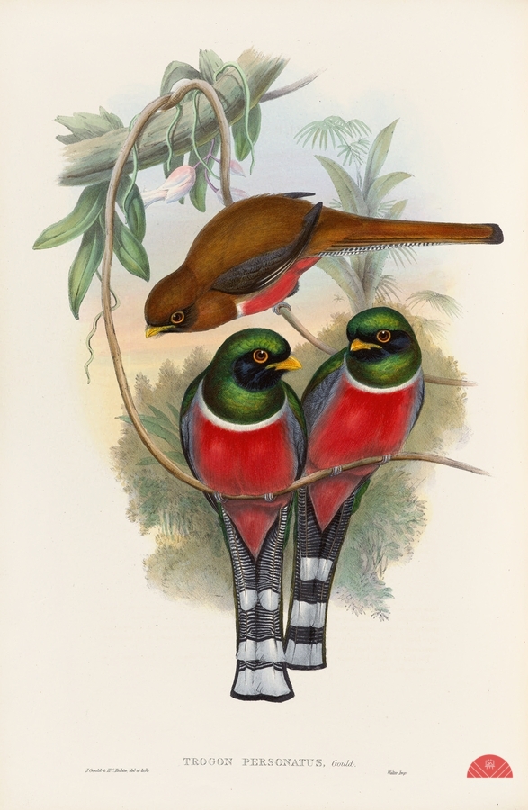 John Gould trogons 032  Imprimer