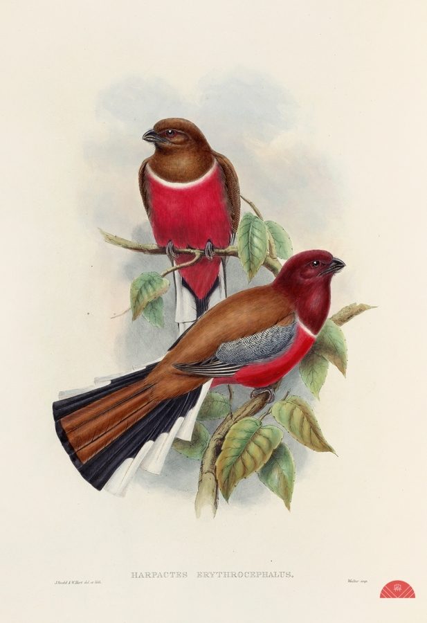 John Gould trogons 047  Print