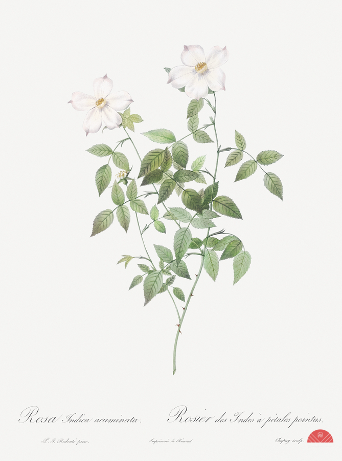 Vintage Austrian Briar rose  Print