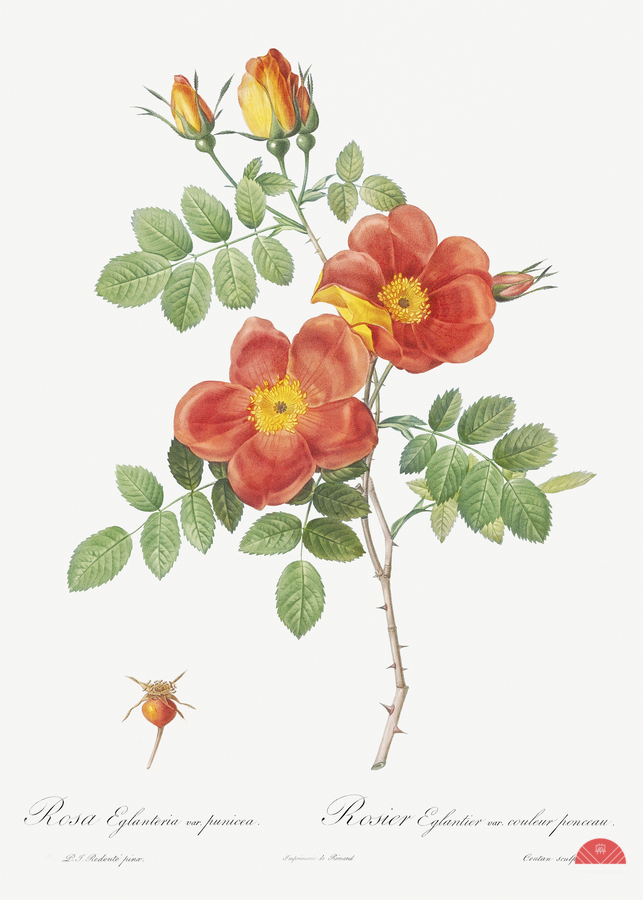 Vintage Austrian Briar rose  Imprimer