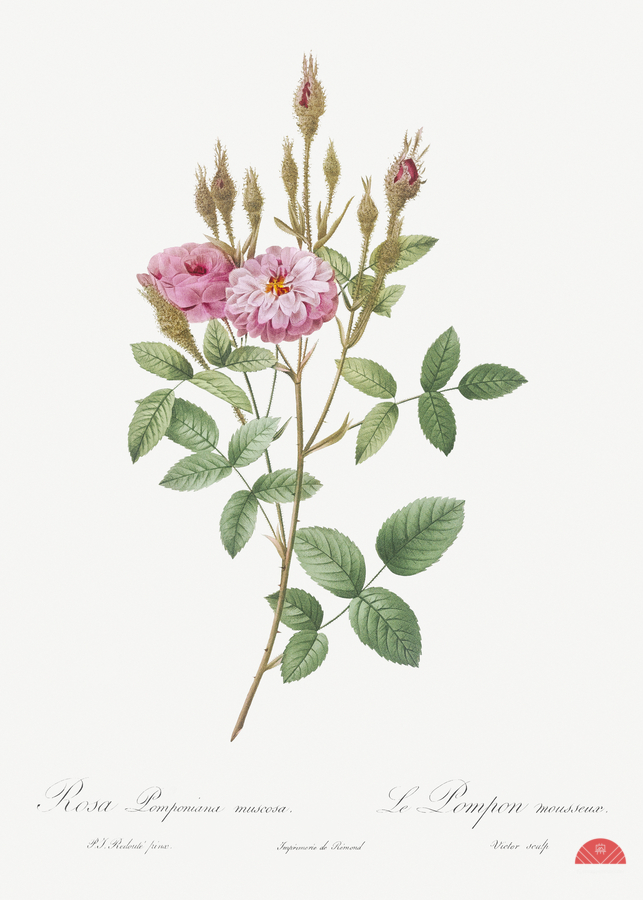 Mossy pompon rose  Imprimer