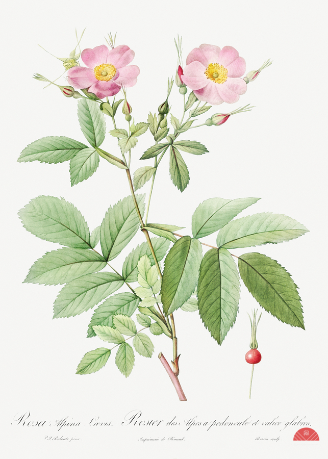 Pink alpine roses  Print