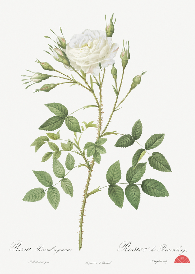 Vintage thornless Burnet rose  Print