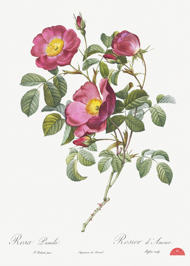 Rose of love in bloom  Print