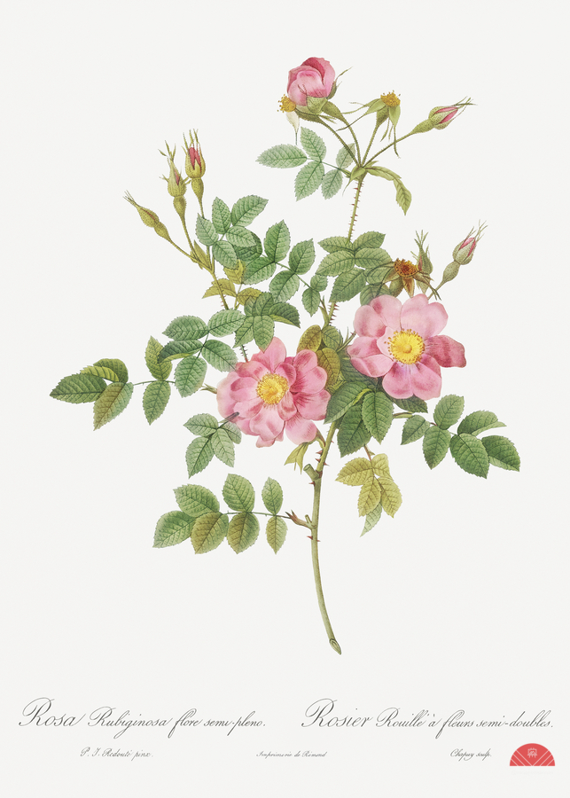 Burgundy cabbage rose in bloom  Print