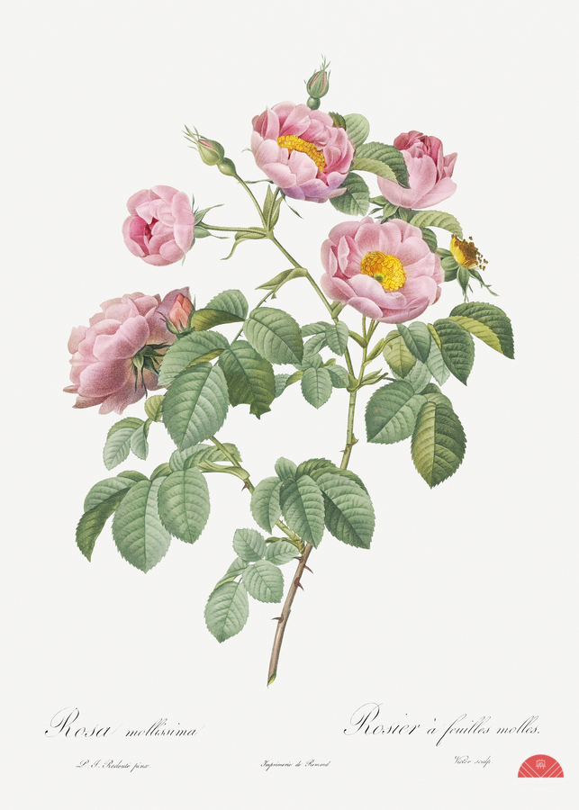 Pink roses in bloom  Print