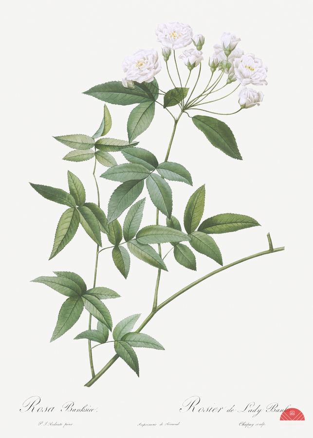 Vintage Lady Banks rose  Print