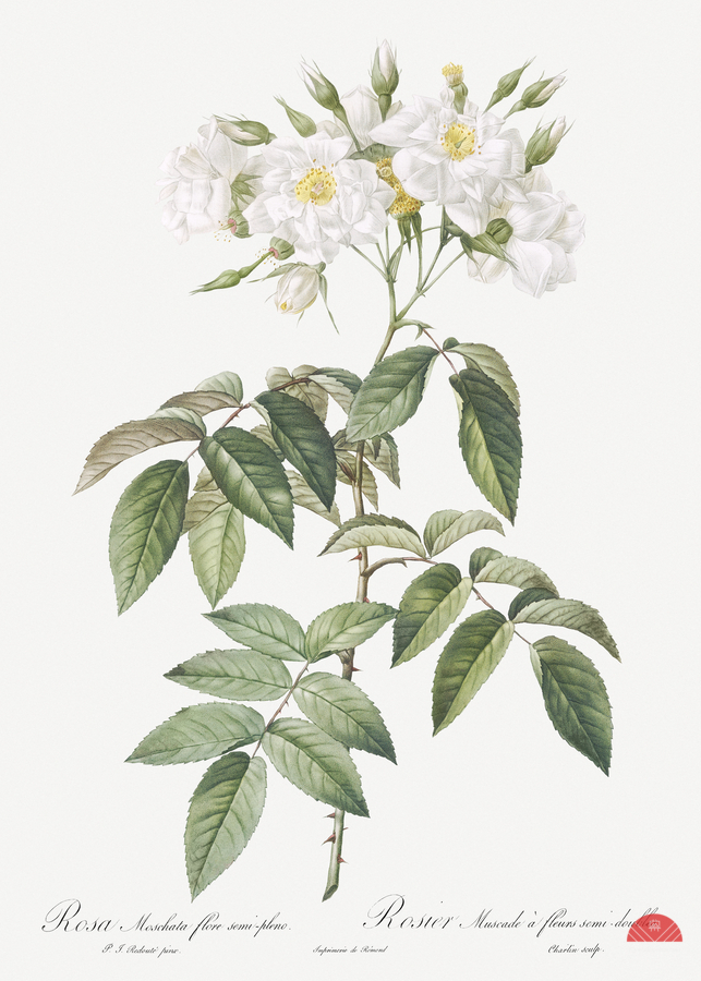 Blooming musk roses  Print