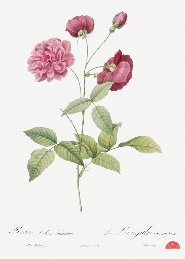 Vintage china rose  Print