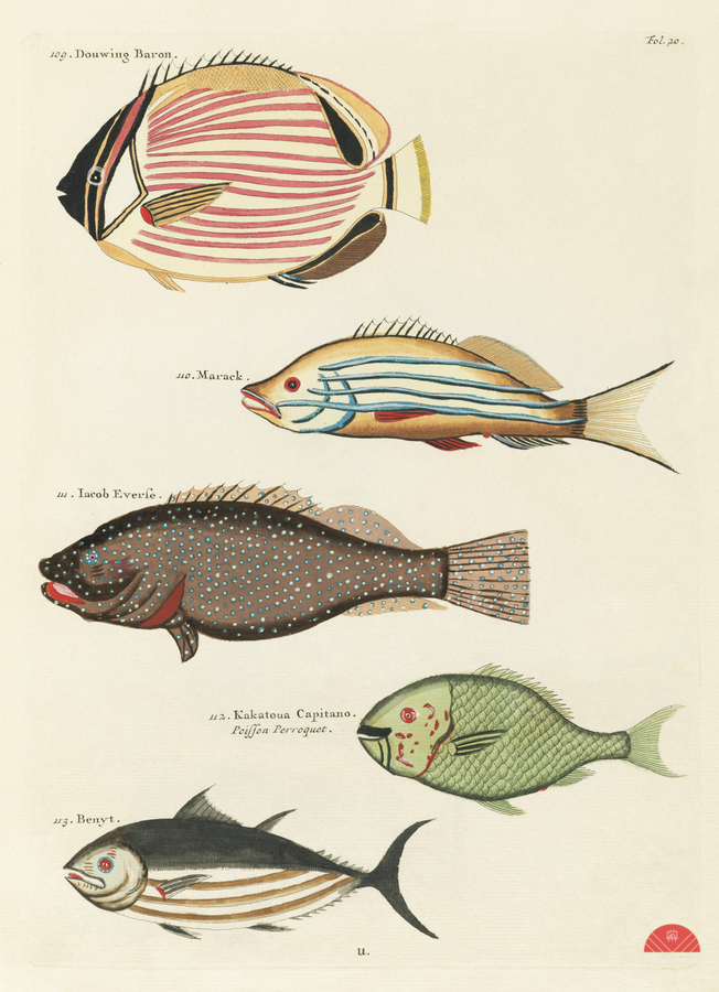 Colourful and surreal illustrations of fishes found in Moluccas Indonesia and the East Indies by Louis Renard 1678 -1746 from Histoire naturelle des plus rares curiositez de la mer des Indes 1754.  Print