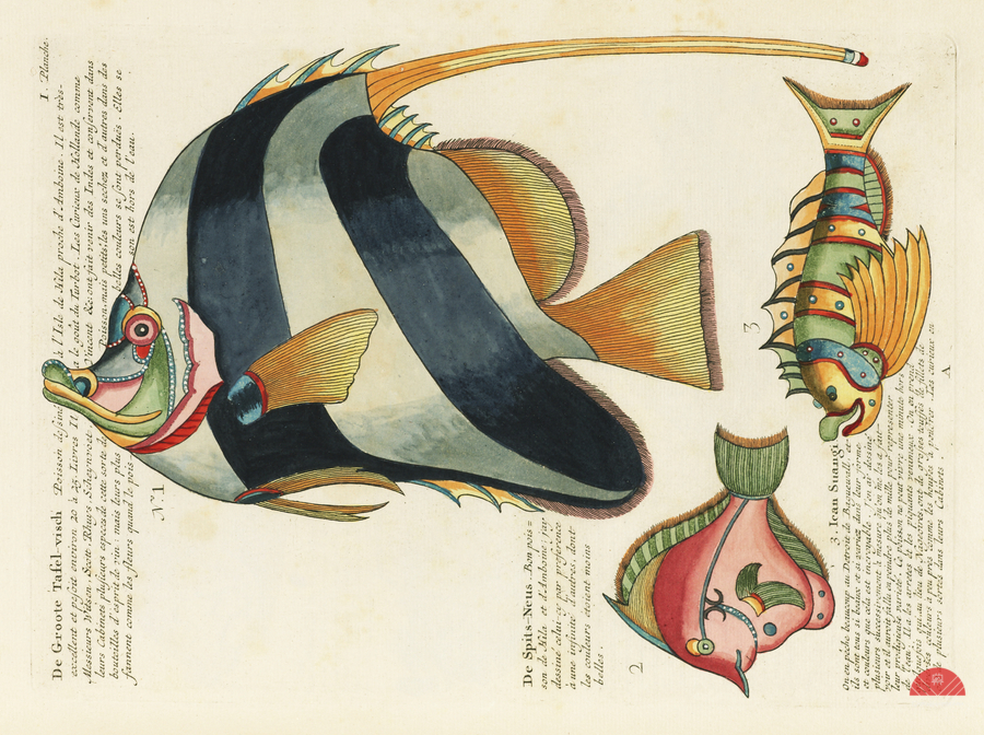 Colourful and surreal illustrations of fishes found in Moluccas Indonesia and the East Indies by Louis Renard 1678 -1746 from Histoire naturelle des plus rares curiositez de la mer des Indes 1754.  Print