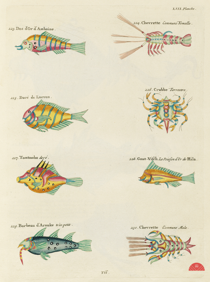 Colourful and surreal illustrations of fishes lobsters and crab found in Moluccas Indonesia and the East Indies by Louis Renard 1678 -1746 from Histoire naturelle des plus rares curiositez de la mer des Indes 1754.  Print