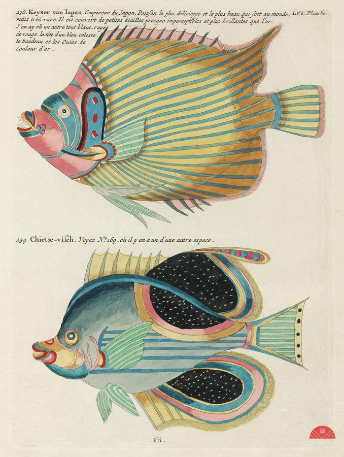 Colourful and surreal illustrations of fishes found in Moluccas Indonesia and the East Indies by Louis Renard 1678 -1746 from Histoire naturelle des plus rares curiositez de la mer des Indes 1754.  Print
