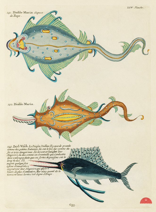 Colourful and surreal illustrations of fishes found in Moluccas Indonesia and the East Indies by Louis Renard 1678 -1746 from Histoire naturelle des plus rares curiositez de la mer des Indes 1754.  Print