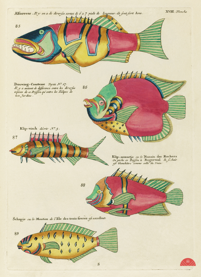 Colourful and surreal illustrations of fishes found in Moluccas Indonesia and the East Indies by Louis Renard 1678 -1746 from Histoire naturelle des plus rares curiositez de la mer des Indes 1754.  Print