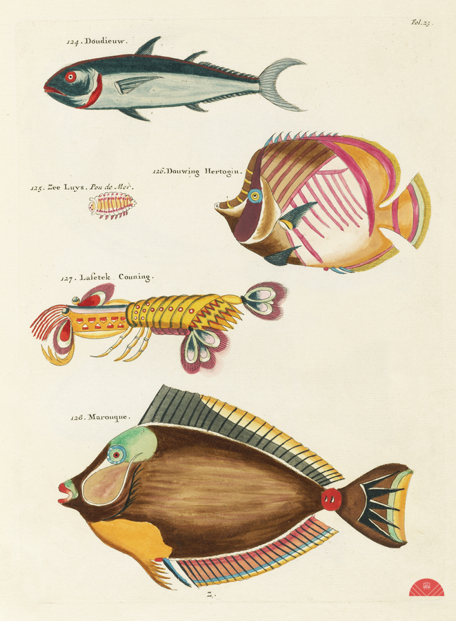 Colourful and surreal illustrations of fishes and lobster found in Moluccas Indonesia and the East Indies by Louis Renard 1678 -1746 from Histoire naturelle des plus rares curiositez de la mer des Indes 1754.  Imprimer