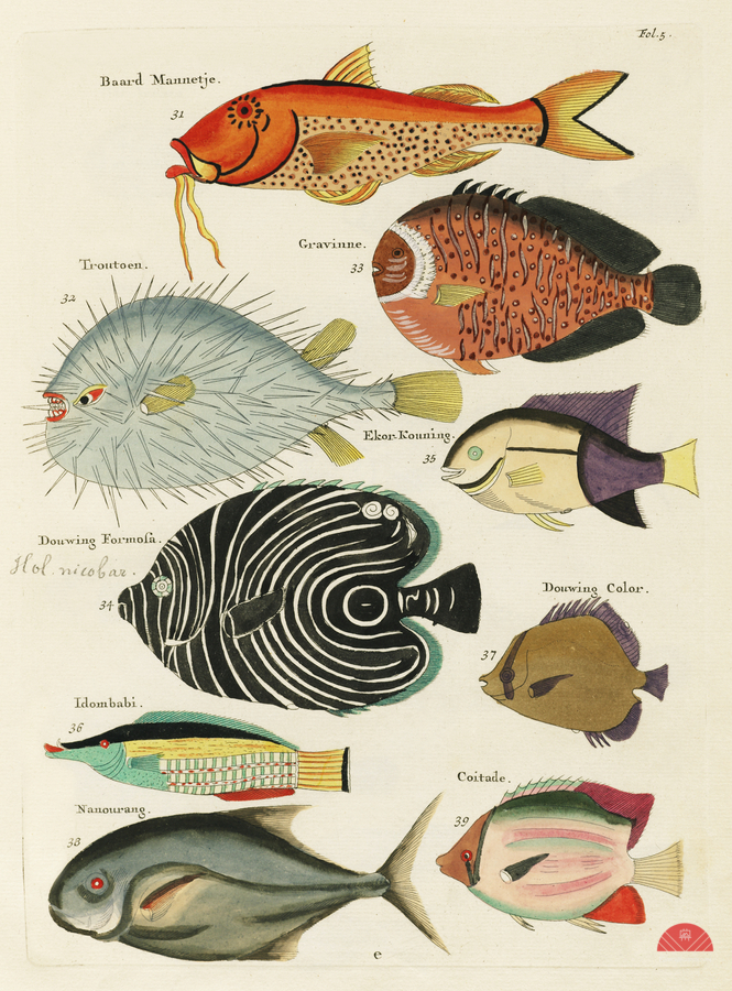 Colourful and surreal illustrations of fishes found in Moluccas Indonesia and the East Indies by Louis Renard 1678 -1746 from Histoire naturelle des plus rares curiositez de la mer des Indes 1754.  Print