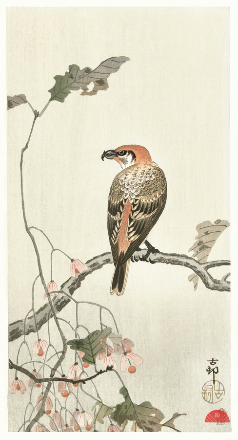 Crossbill on tree branch 1900 - 1910 by Ohara Koson 1877-1945.  Print