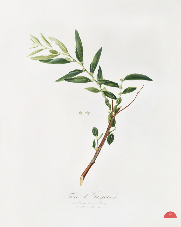 Jujube Fiorazione del Giuggiolo from Pomona Italiana 1817 - 1839 by Giorgio Gallesio 1772-1839.   Print