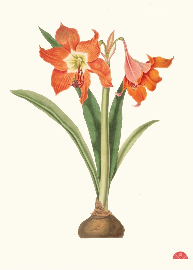 Amaryllis Equestris Major 1834  Imprimer