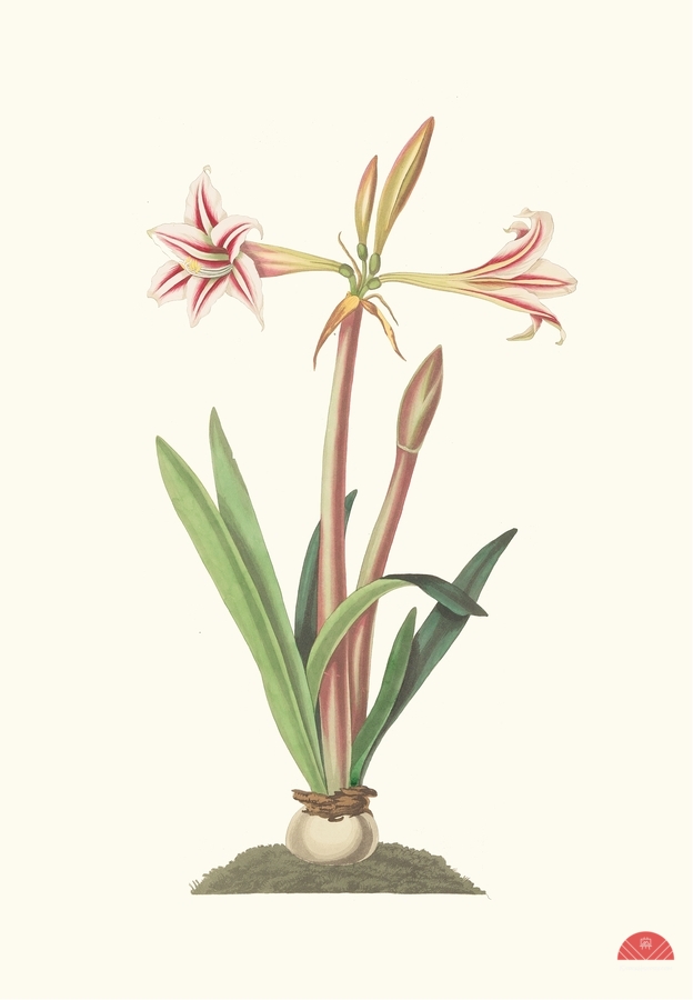 Amaryllis Vittata Minor 1834  Print
