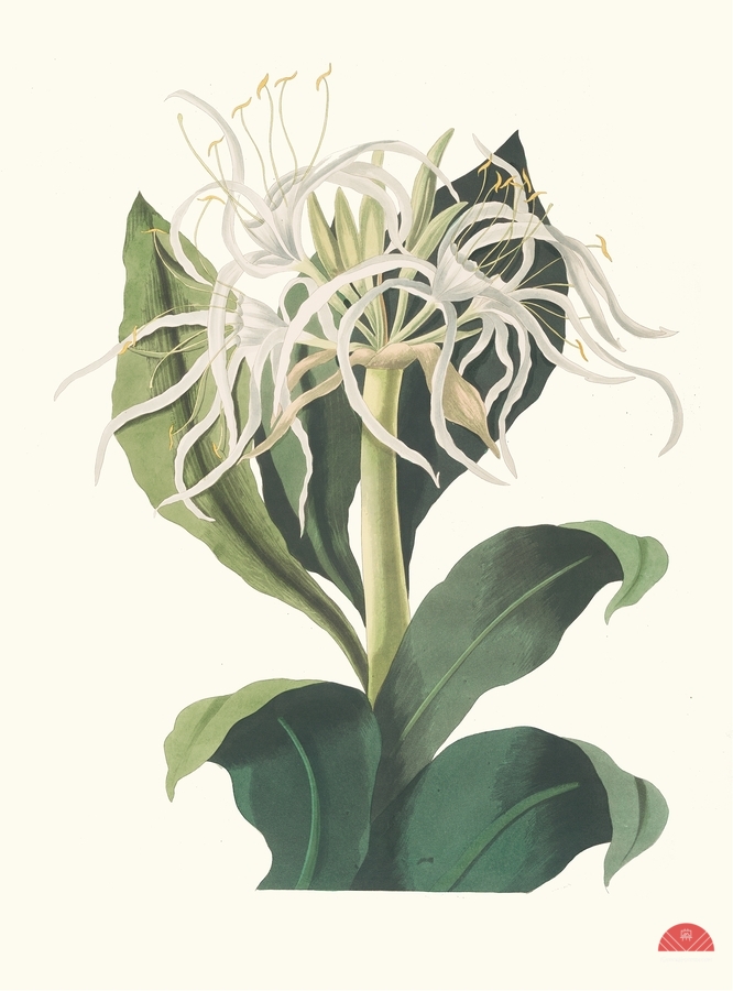 Pancratium Specidsum 1834  Print