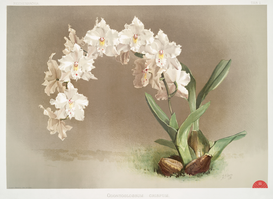 Odontoglossum crispum from Reichenbachia Orchids 1888-1894 by Frederick Sander 1847-1920.   Print